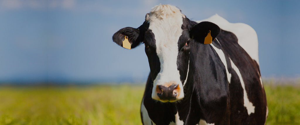 EfferCept featured in The Point